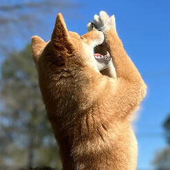 red Shiba Inu puppy performing beg