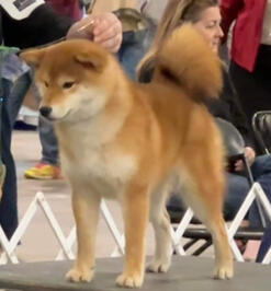 Stacked red shiba inu on a table in a show setting