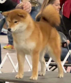 Stacked red shiba inu with black tipping on back standing on tile platform. A wooden fence and greenery can be seen in the background.