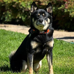 Stacked red shiba inu with black tipping standing on tile platform. A wooden fence and greenery can be seen in the background.